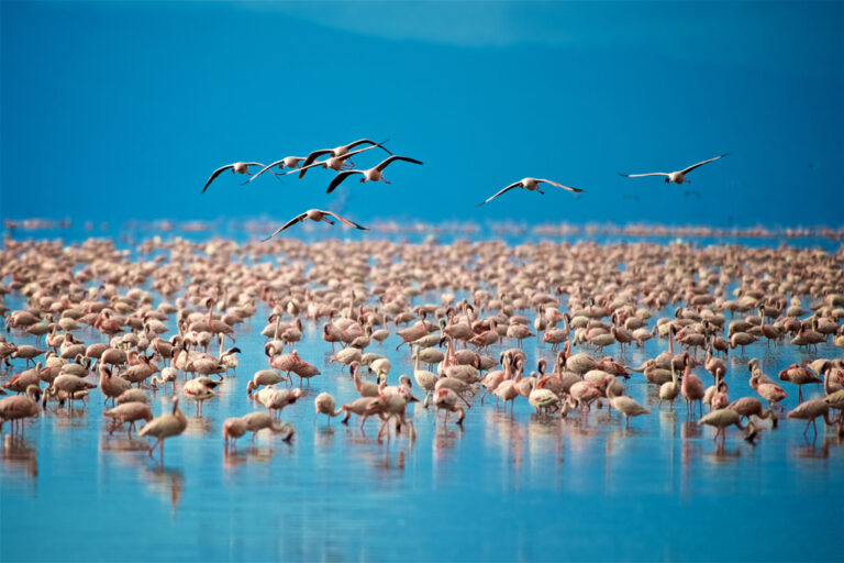 Lake Manyara National Park