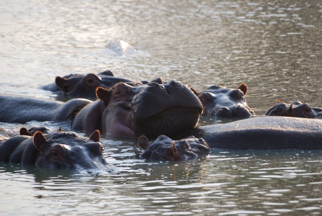 Tanzania's 'Little Serengeti (MIKUMI)