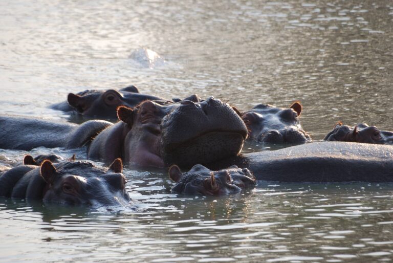 2 days Experience at Nyerere National Park