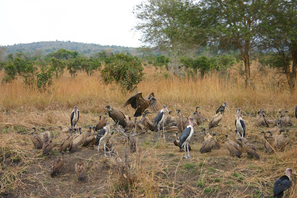 Final Game Drive & Return to Dar es Salaam