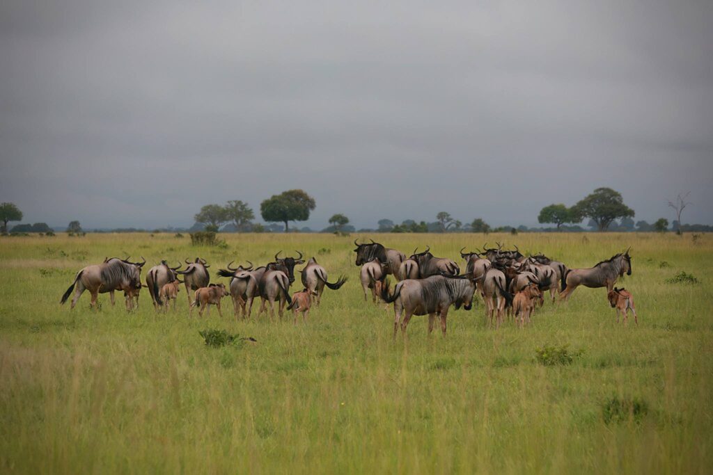 Mkata Plains & Return to Dar es Salaam