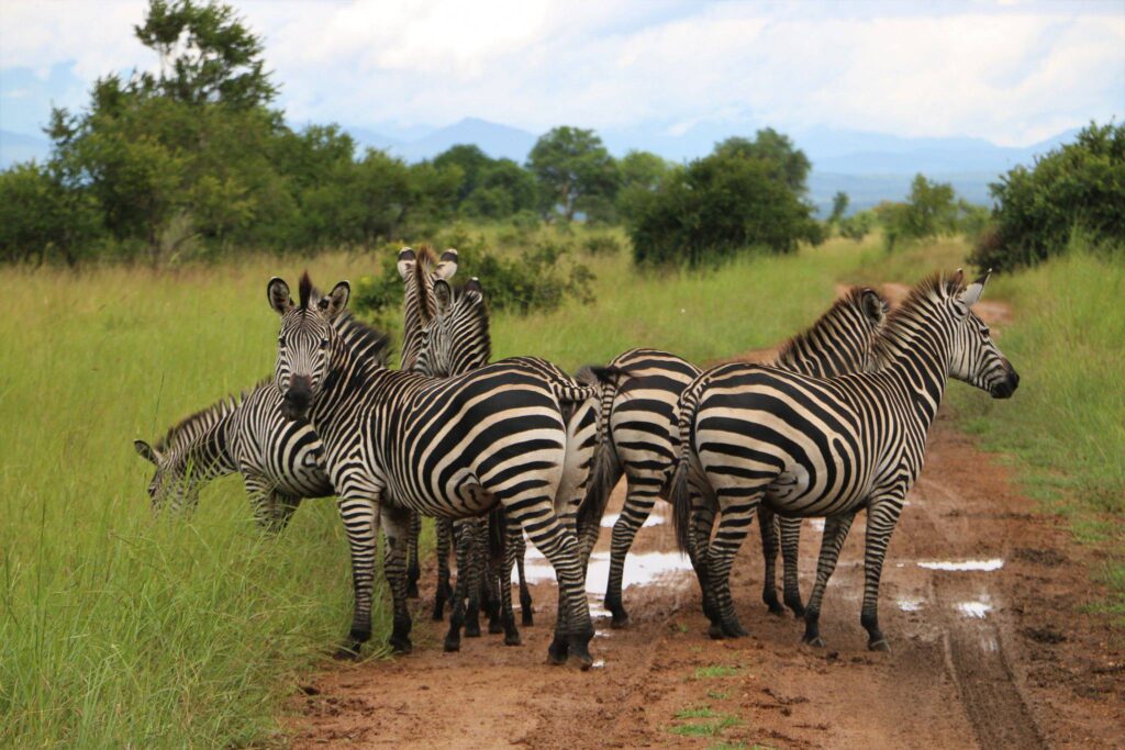 Walking Safari then Drive Back to Dar es salaam