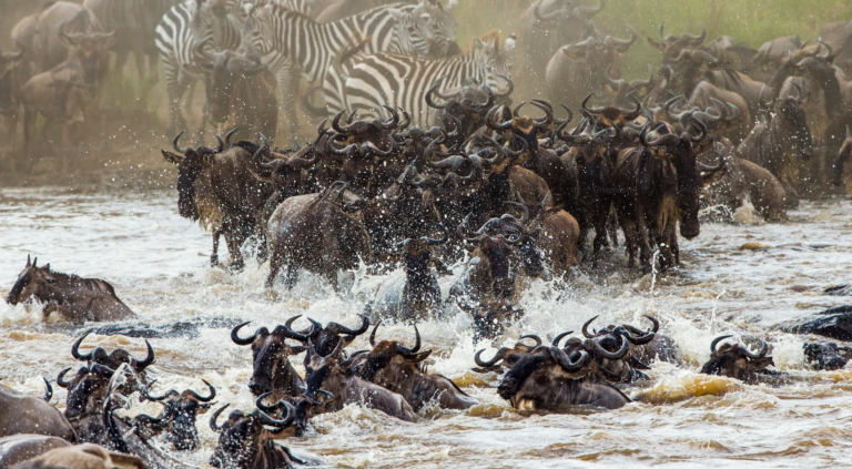 5 Days The Great Migration Tour at Mara River Crossing