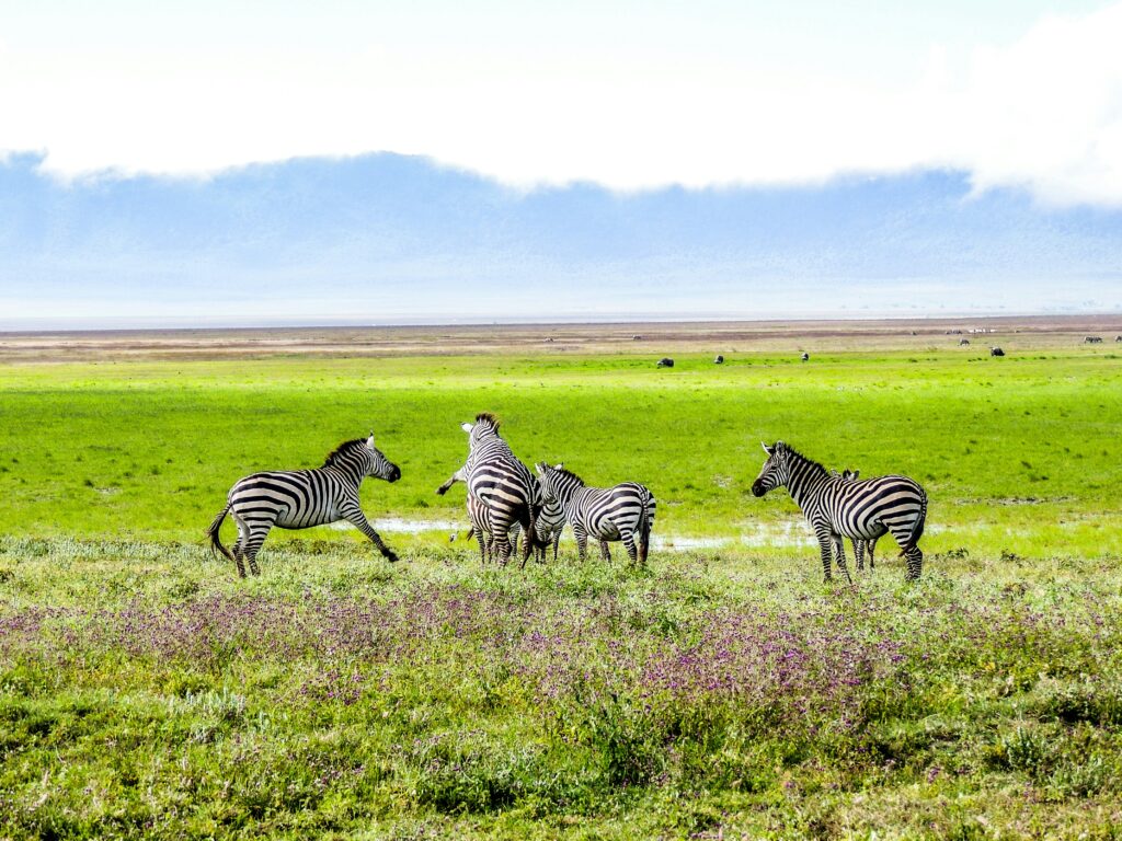 Serengeti National Park (3 hours from Karatu)