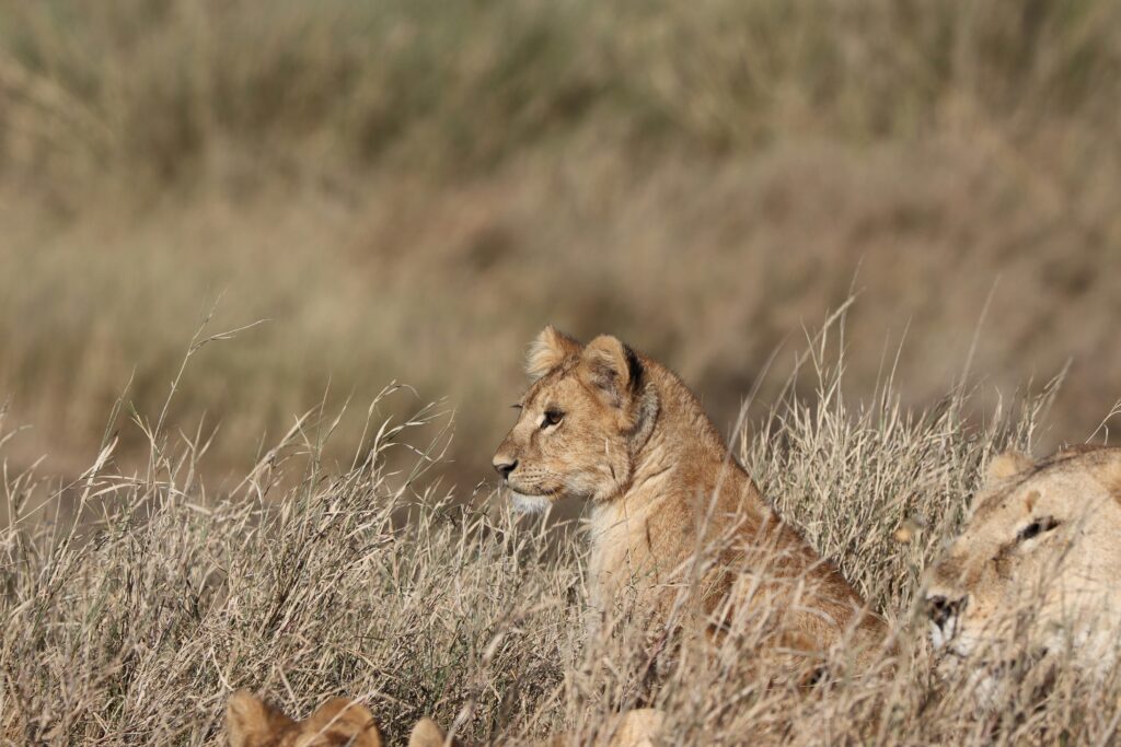 Ngorongoro Crater - Airport (3 hours)