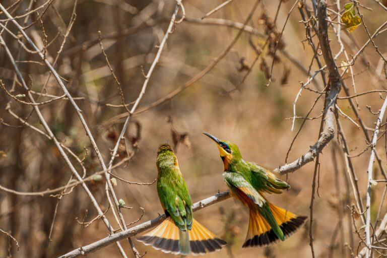 Manyara