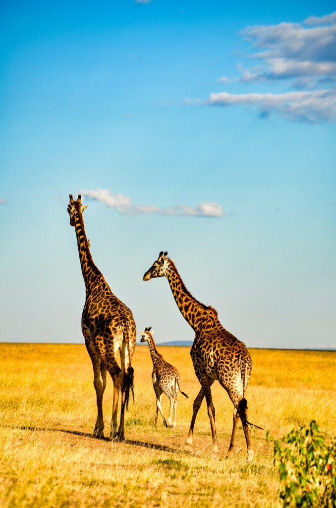 Masai mara