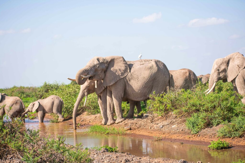 Airport-Tarangire National Park (2hrs)