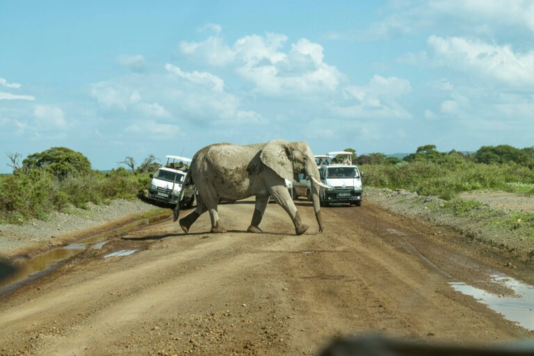 Amboseli National Park