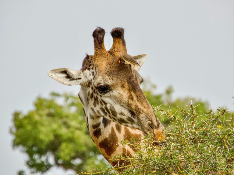 4 Days Arusha NP, Tarangire, Ngorongoro and Lake Manyara safari