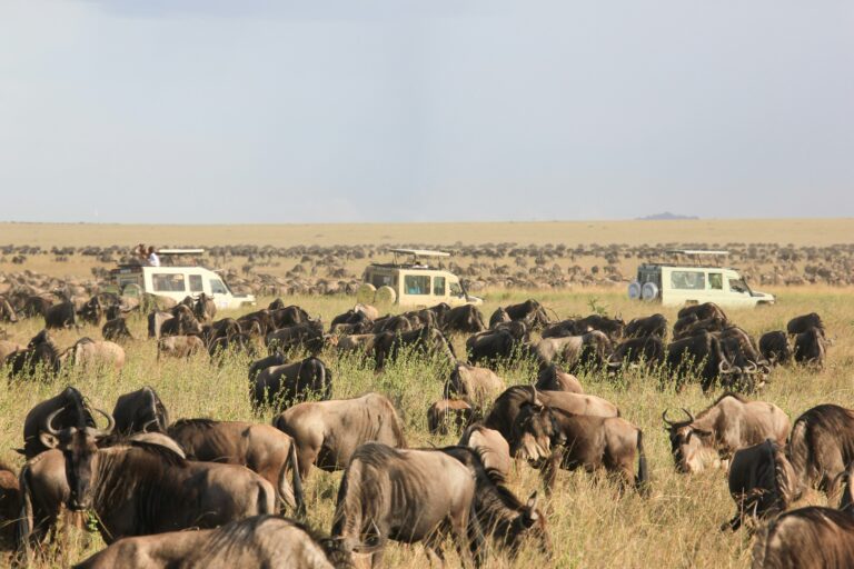 7 Days The Great Migration Safari