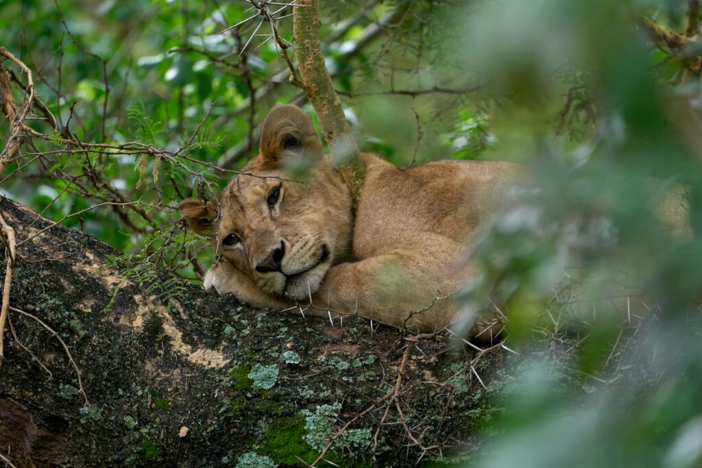 Karatu - Lake Manyara National Park (35 minutes)