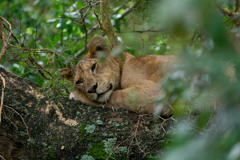 3 Days Luxury Tarangire, Ngorongoro & Lake Manyara
