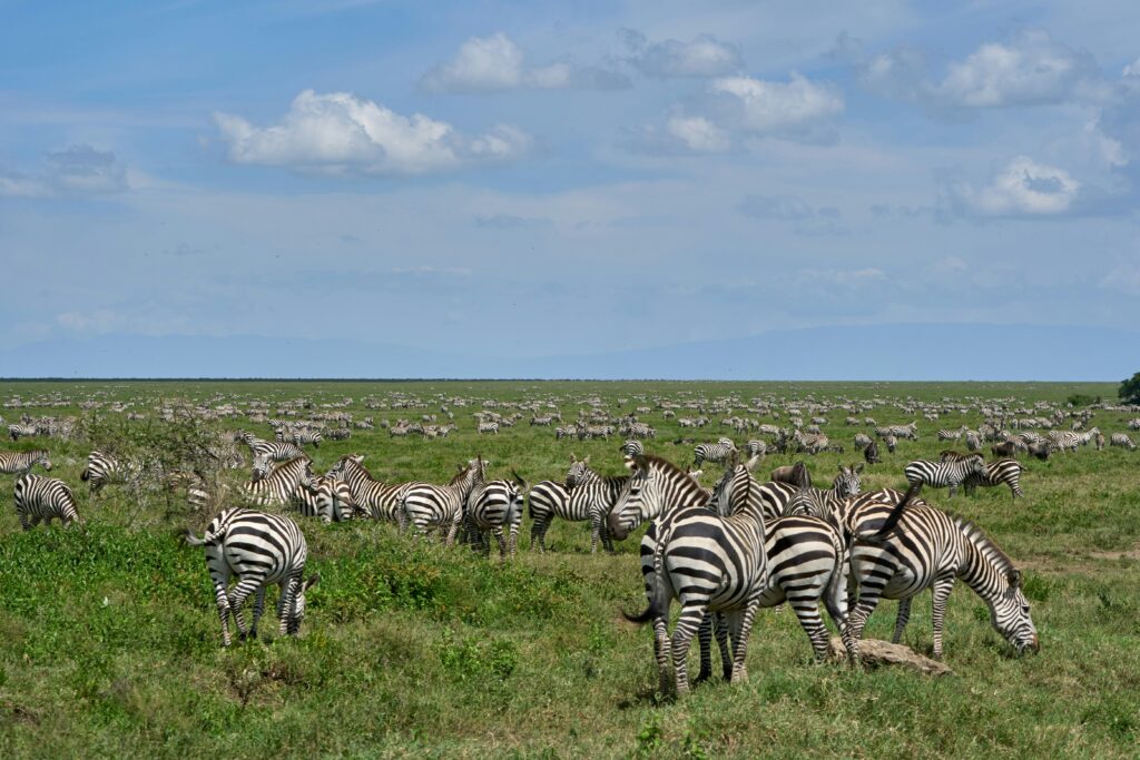 Northern Serengeti for Migration ( 3 hours from Central)