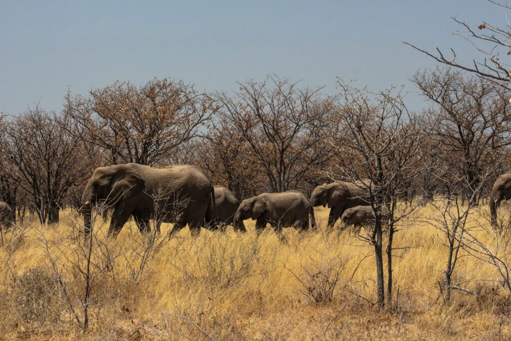 Tarangire National Park