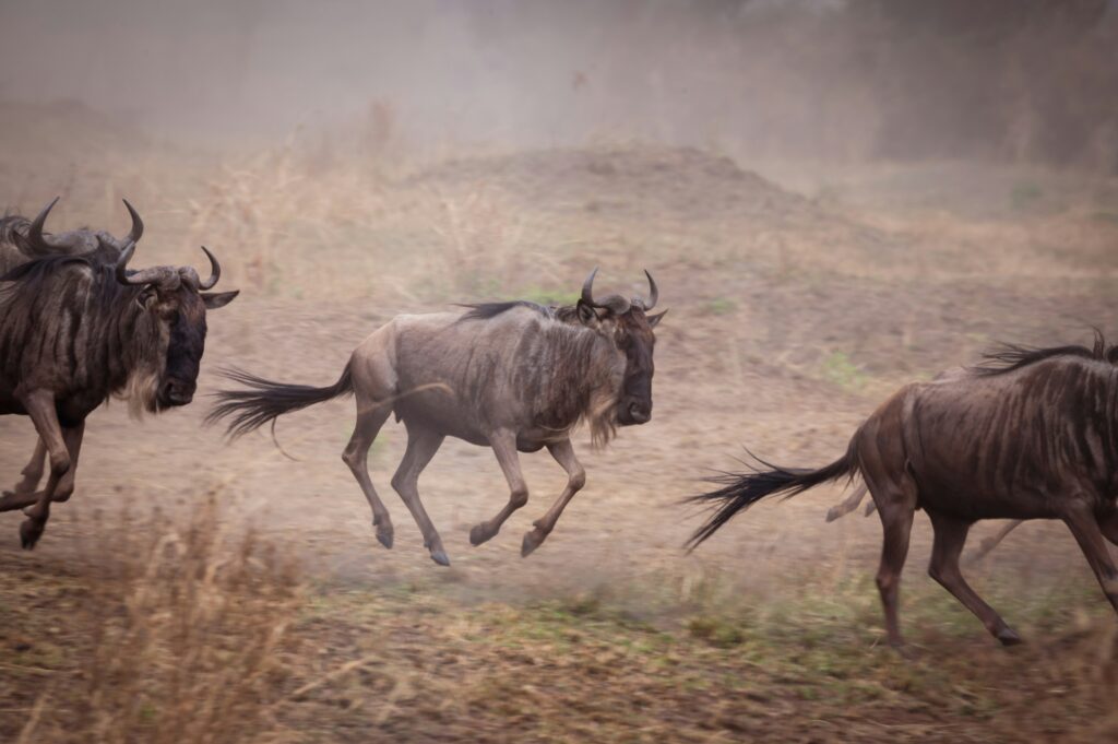Northern Serengeti for Migration ( 3 hours from North l)