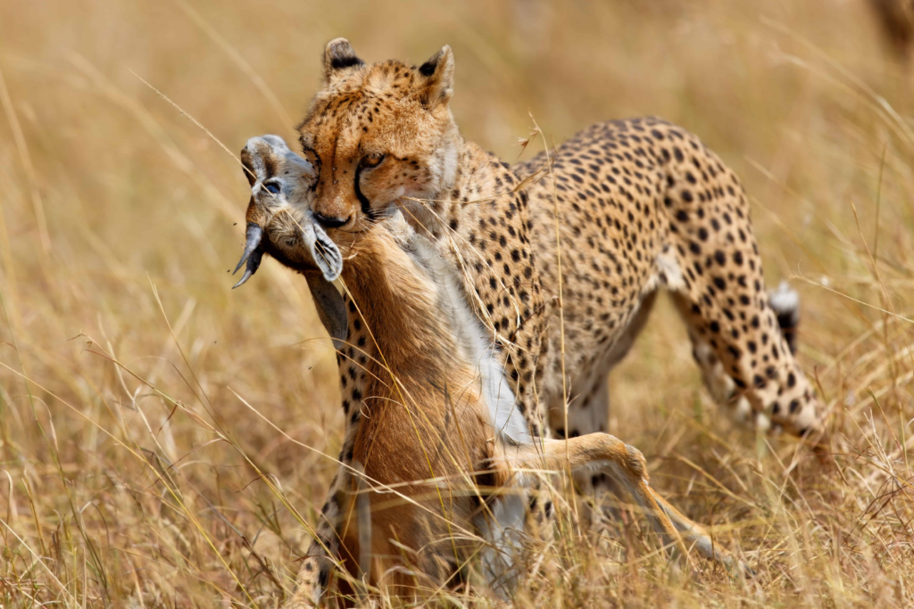 Serengeti - Ngorongoro Conservation Area (2 hours)