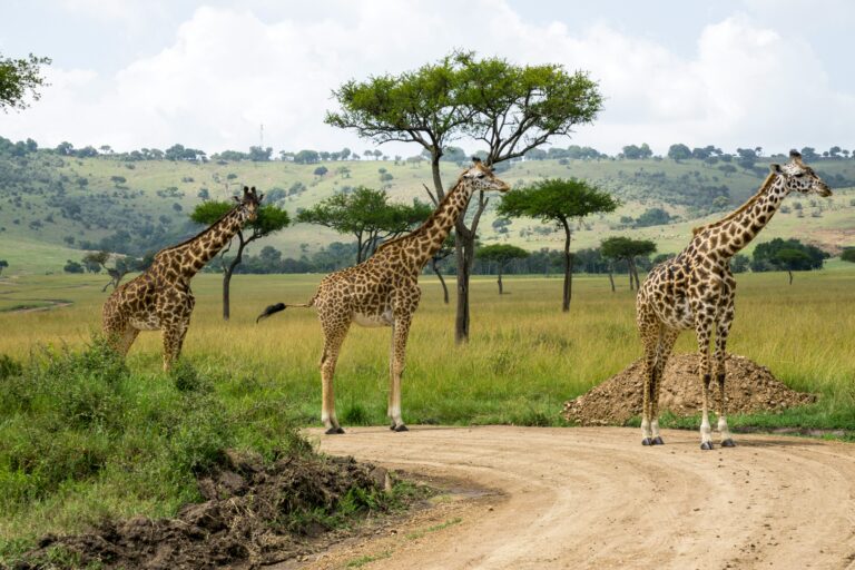 4 Days The Best of Manyara, Serengeti & Ngorongoro Safari