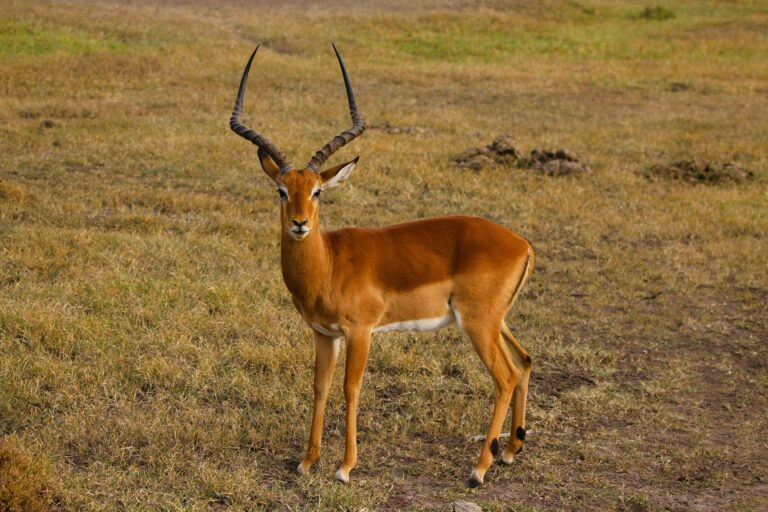 4 Days The Mid-Range Tarangire, Serengeti & Ngorongoro Safari