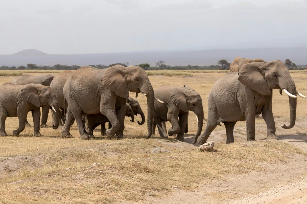 Airport/Arusha - Tarangire National Park (2 hours)