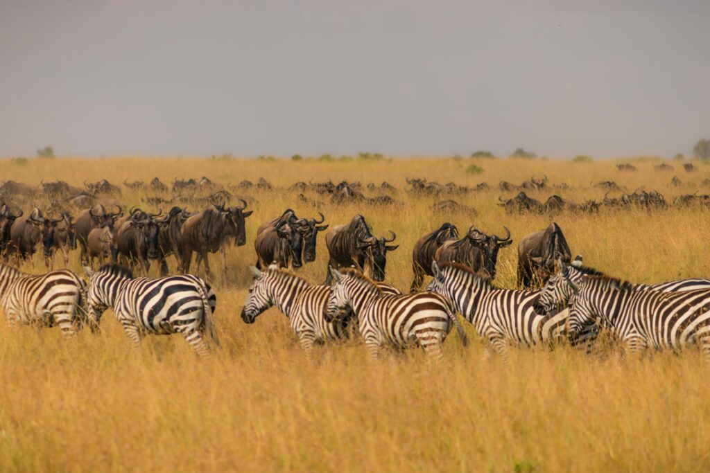Central Serengeti Park (3 hours)