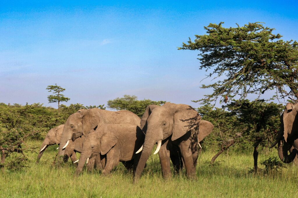 Tarangire National Park