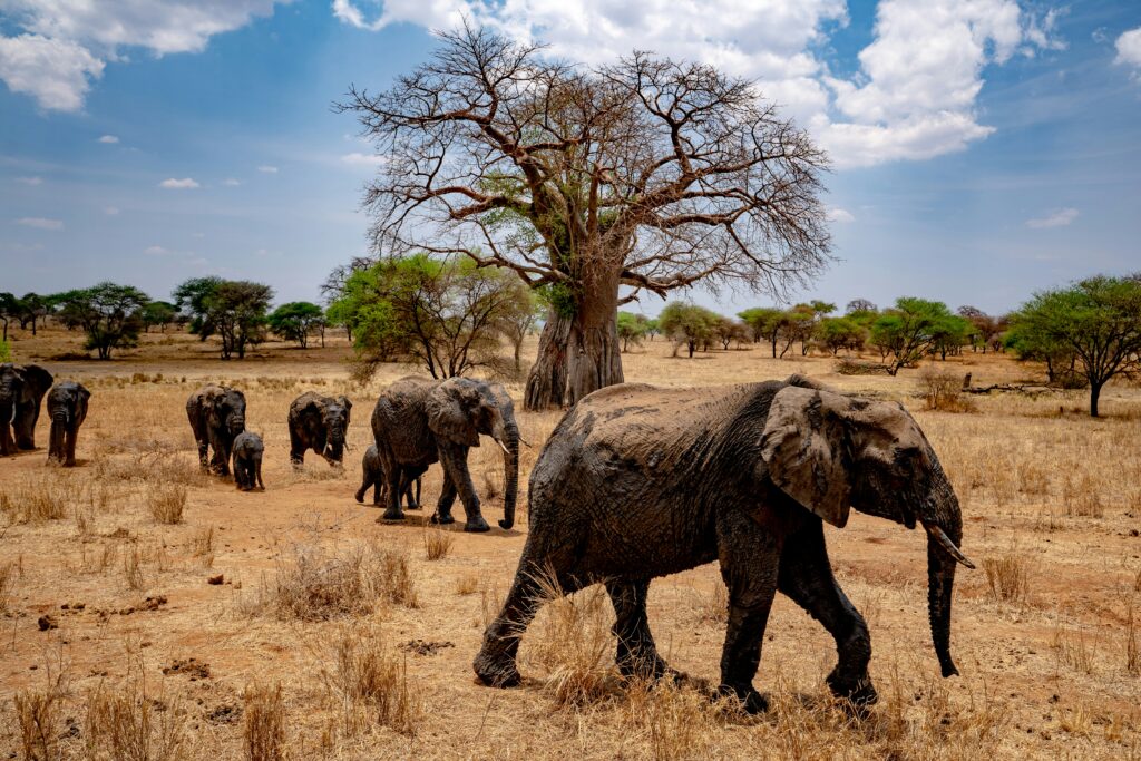 Arusha - Tarangire National Park (2hours)