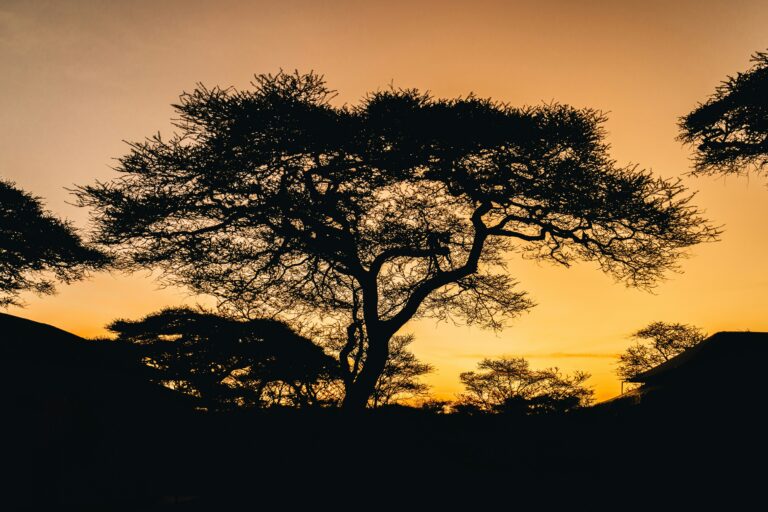 2 Days Best Luxury Tarangire & Ngorongoro Crater Safari