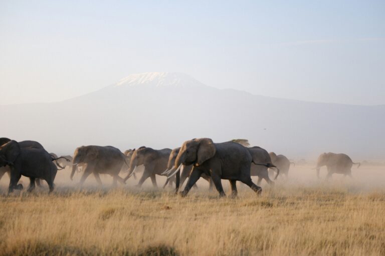 Nyerere National Park