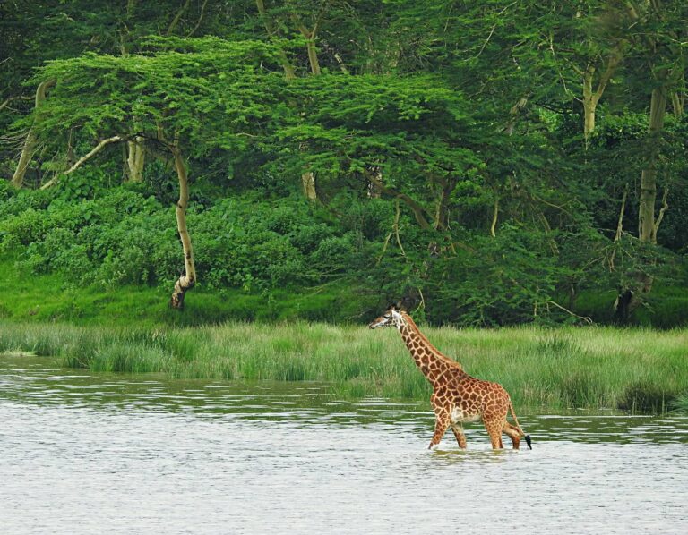 3 days Safari at Nyerere National Park