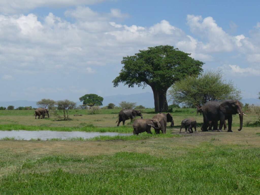 Selous-Mikumi National Park